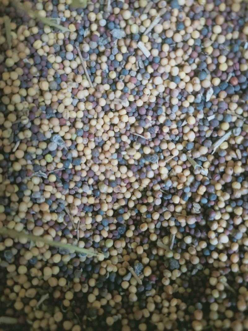 蚕豆菜籽