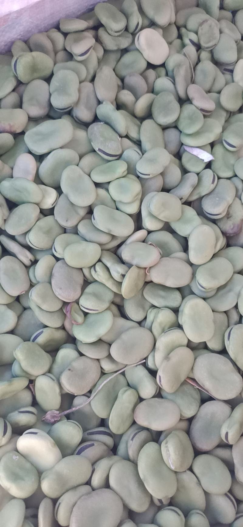 蚕豆菜籽