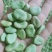 蚕豆菜籽