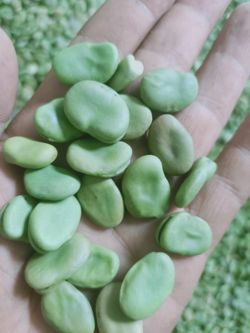 蚕豆菜籽