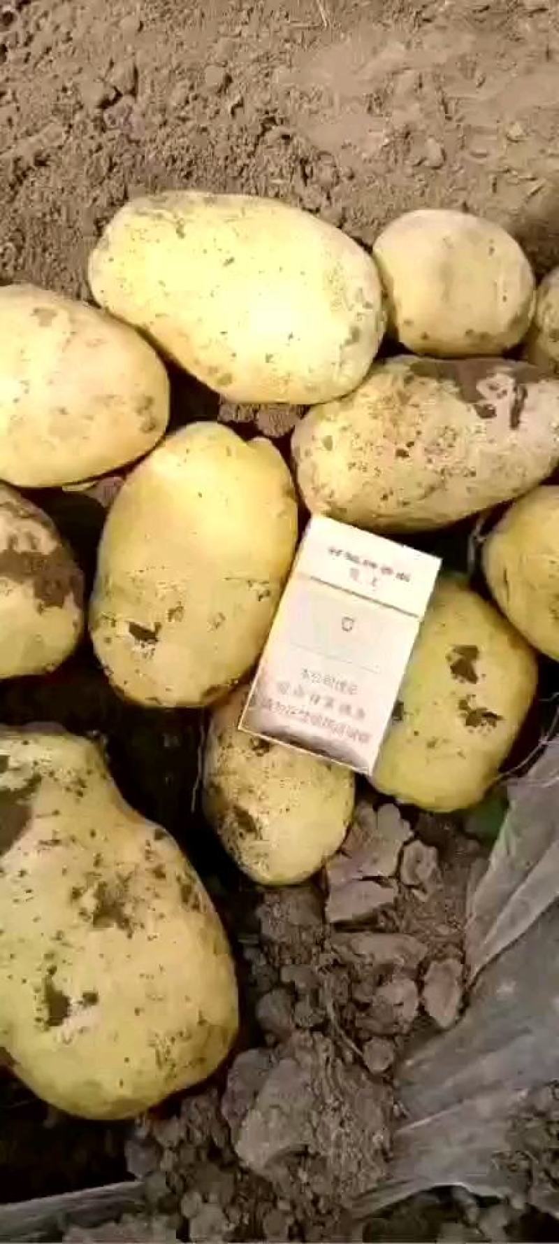 沃土5号产地直供，货源充足，个大形好，全国按单