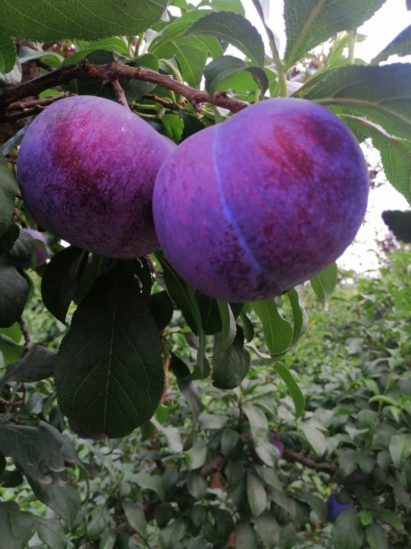 黑布林李子