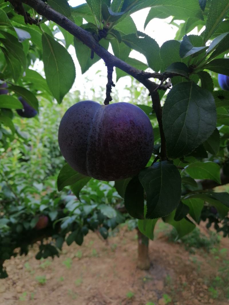 黑布林李子