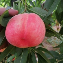 美翠毛桃