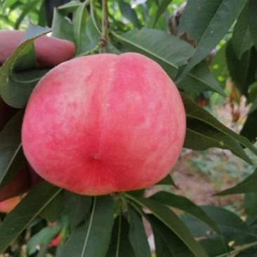 美翠毛桃