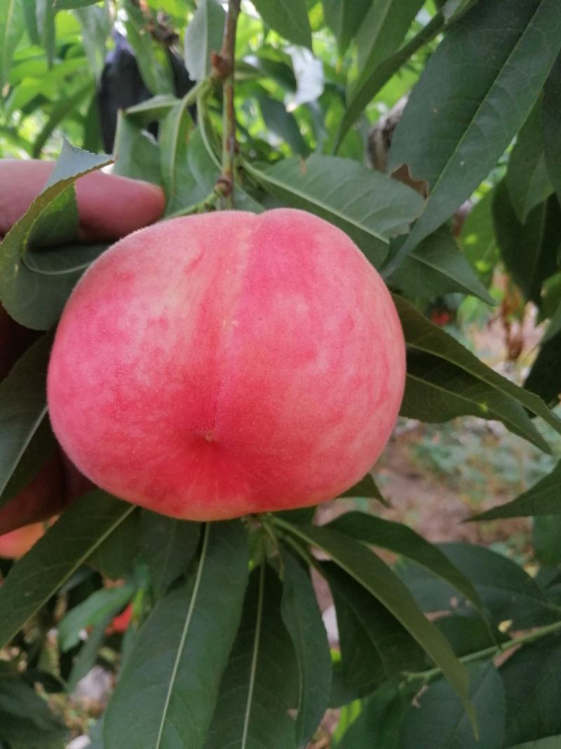美翠毛桃