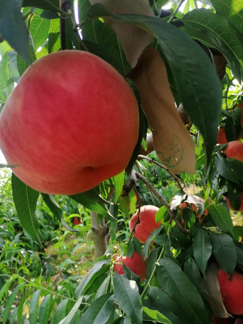 美翠毛桃