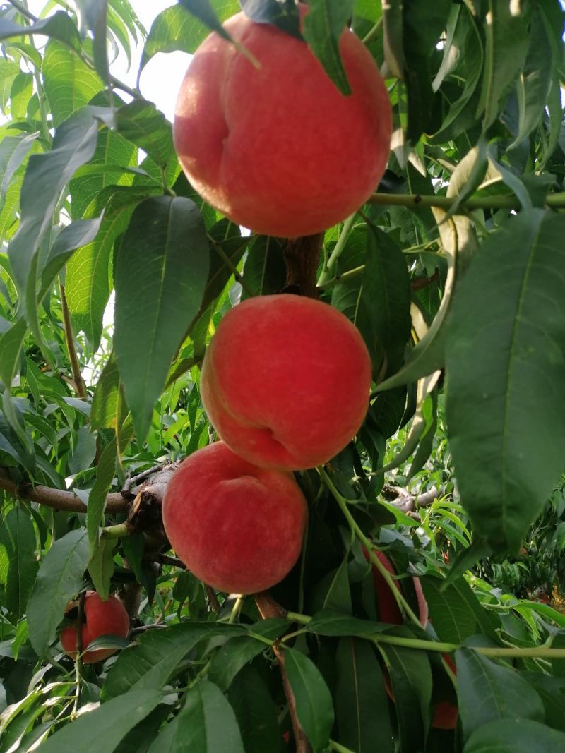 美翠毛桃