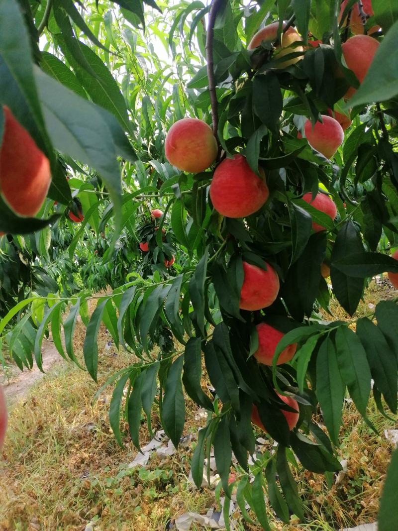 美翠毛桃