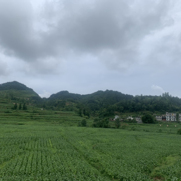 茭白