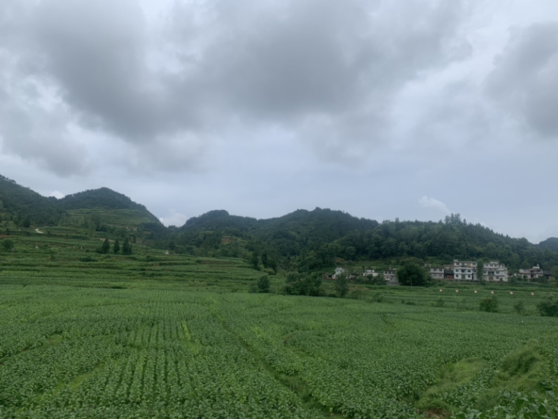 茭白