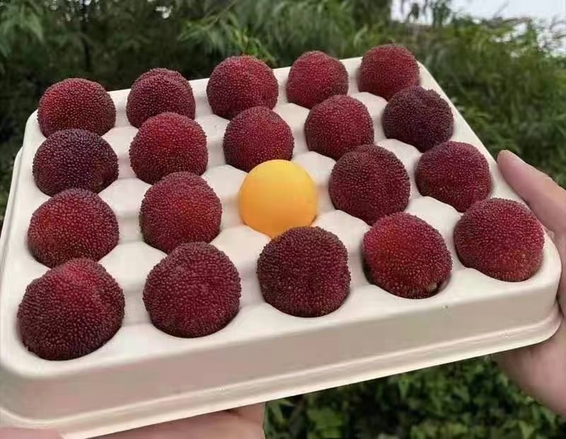 百香果不同季节施肥方案对比图