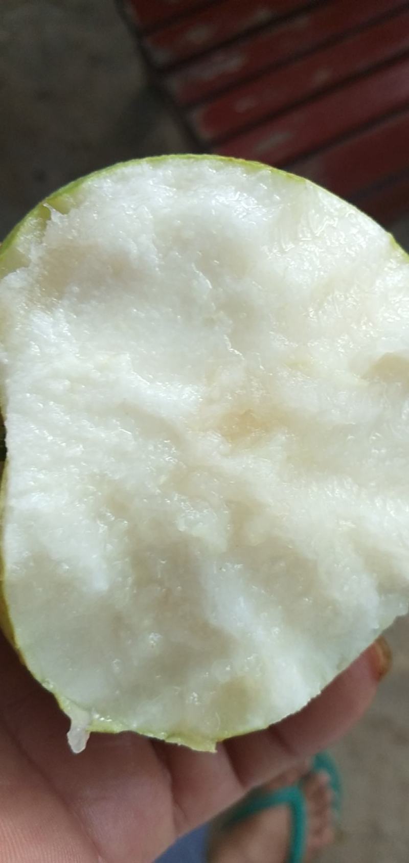 雪梨