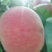 顺丰果业，向你提供沙红，红不软，欢迎您的到来。
