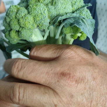 泰绿西兰花