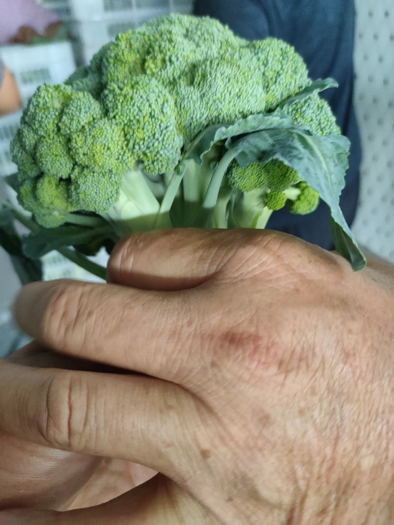 泰绿西兰花