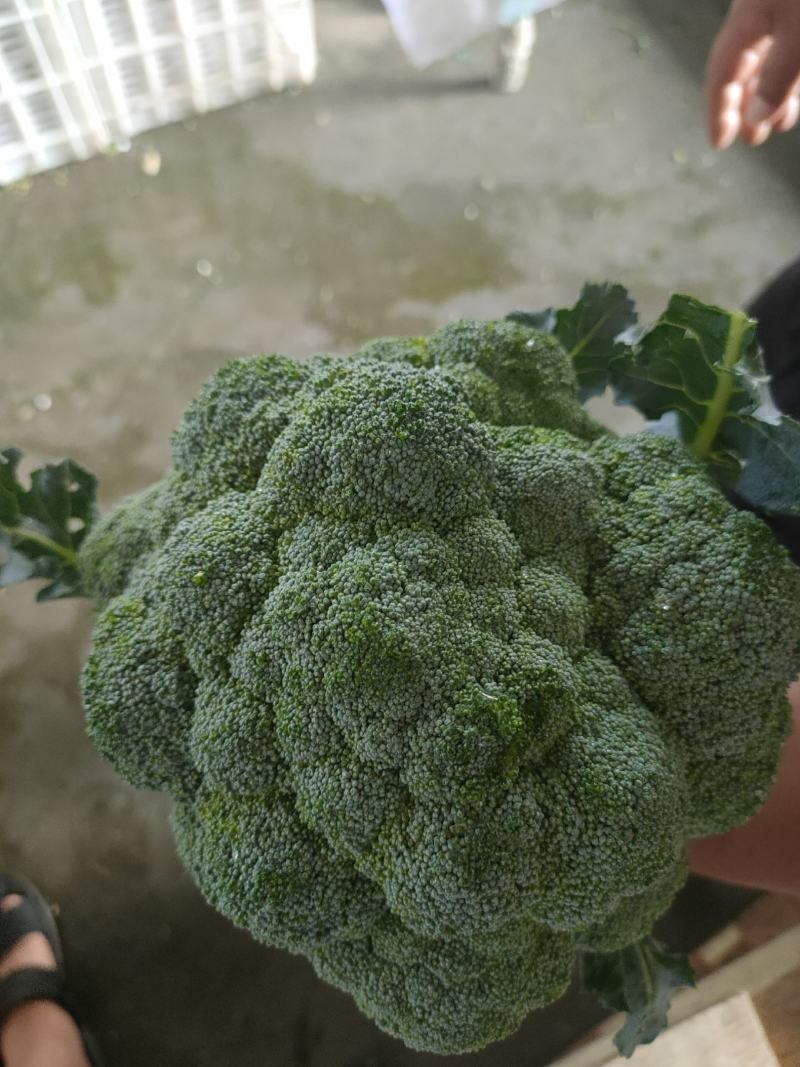 泰绿西兰花
