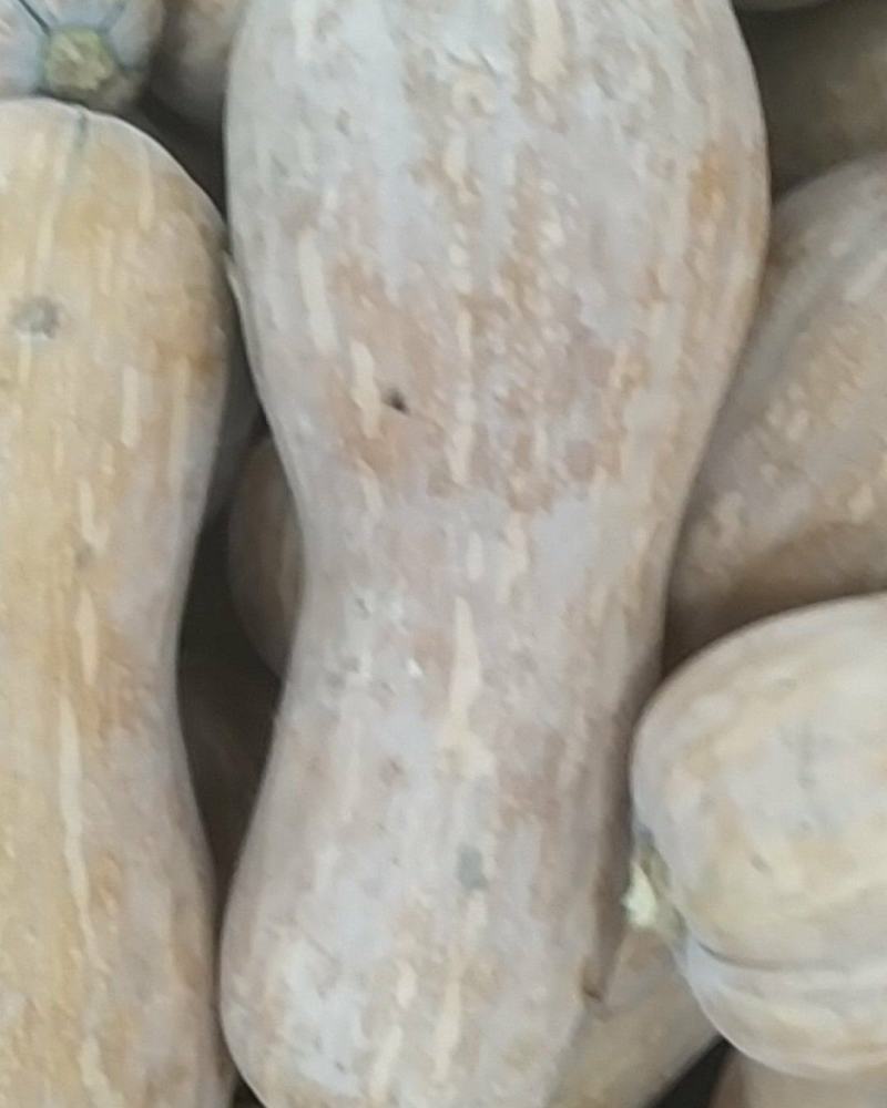 南瓜