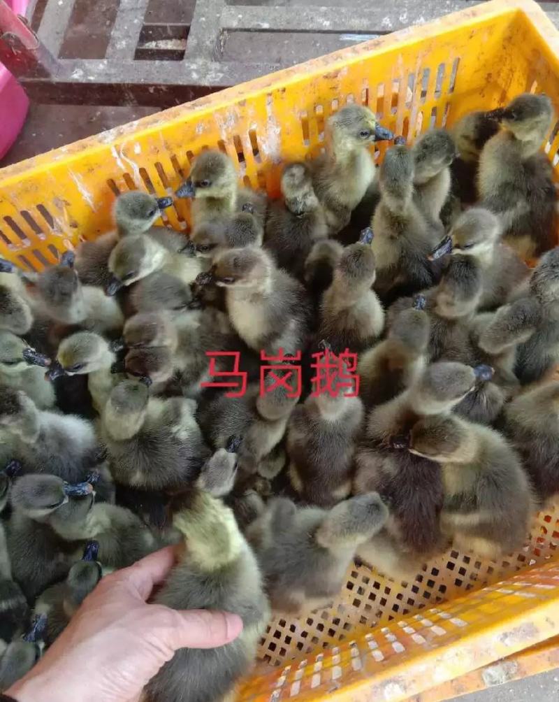 马岗鹅苗厂家直销孵化场直销包打疫苗包路损包运费