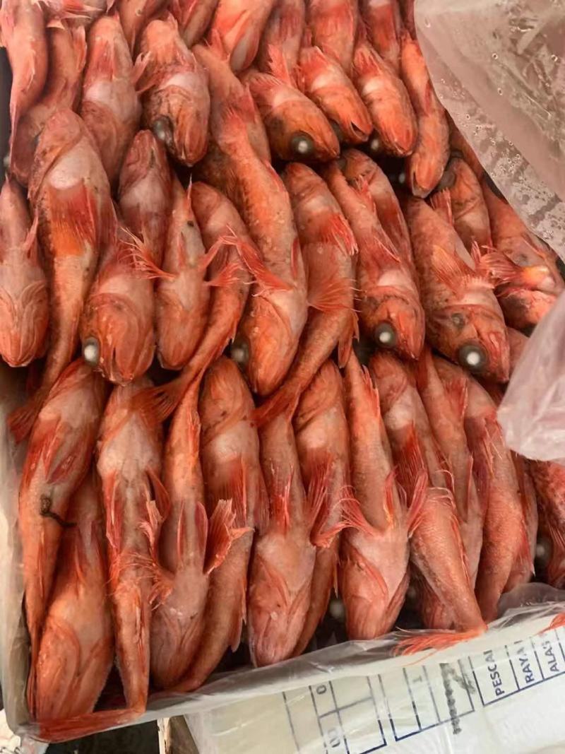 红头鱼红鱼小红鱼红娘鱼批发水产海鲜冻品批发