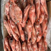 红头鱼红鱼小红鱼红娘鱼批发水产海鲜冻品批发