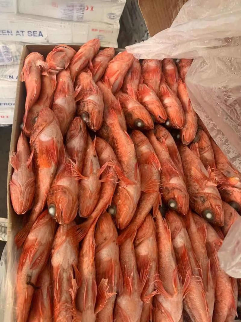 红头鱼红鱼小红鱼红娘鱼批发水产海鲜冻品批发