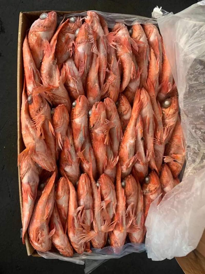 红头鱼红鱼小红鱼红娘鱼批发水产海鲜冻品批发