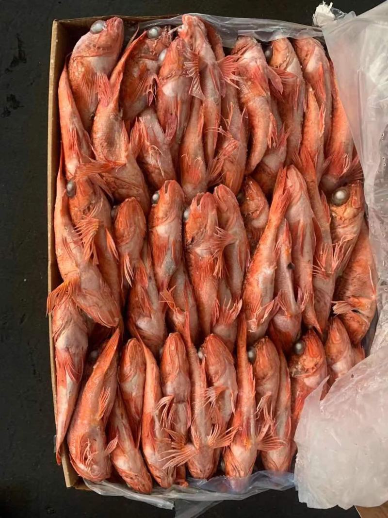 红头鱼红鱼小红鱼红娘鱼批发水产海鲜冻品批发