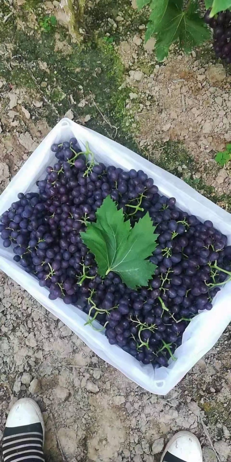 （玫瑰香葡萄）山东优质玫瑰香葡萄上市销售.价格便宜