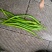代办批发蔬菜辣椒
