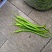 代办批发蔬菜辣椒