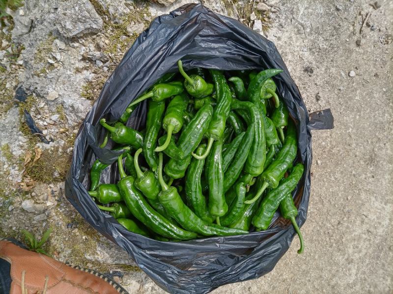 代办批发蔬菜辣椒