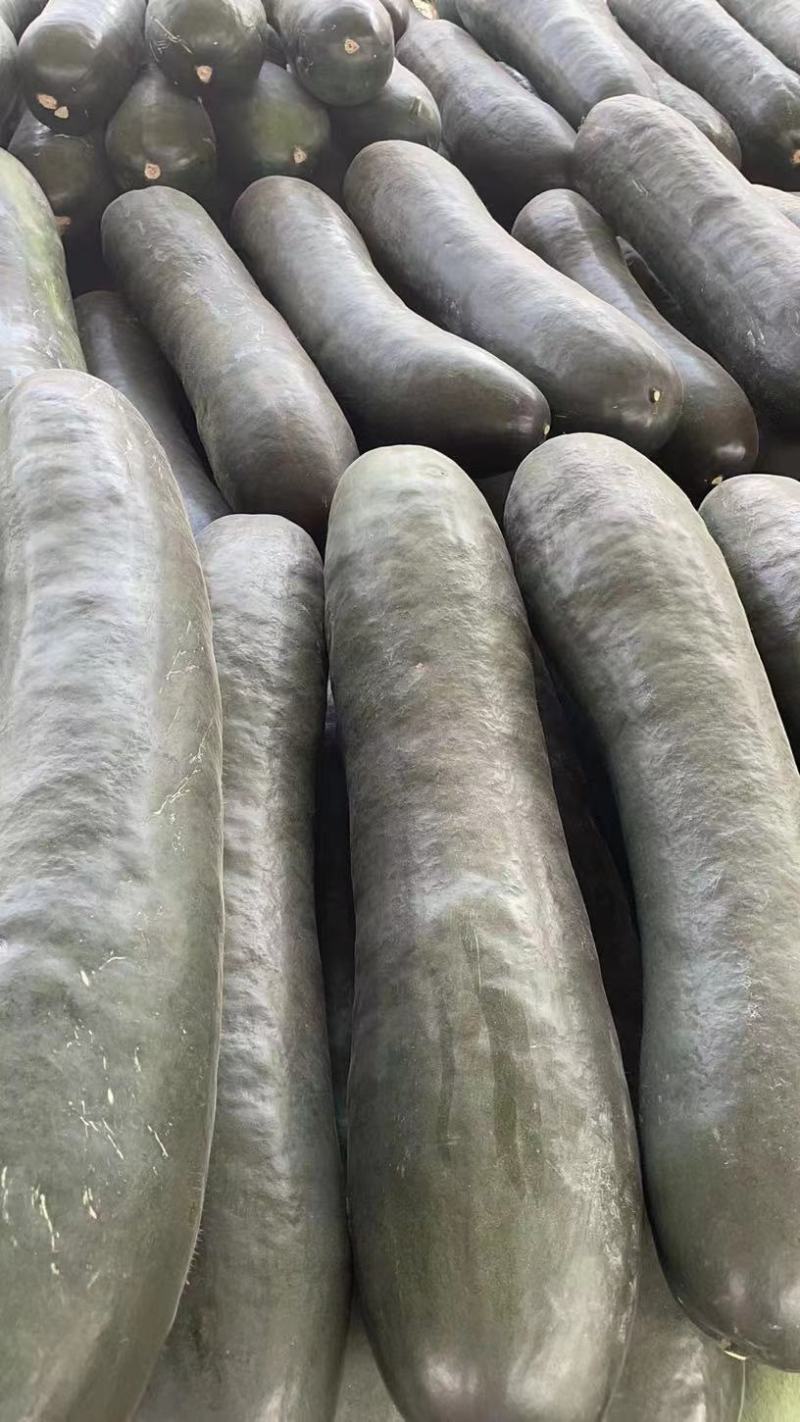 【推荐】子弹头黑皮冬瓜20斤以上质量好互力供赢质量保证
