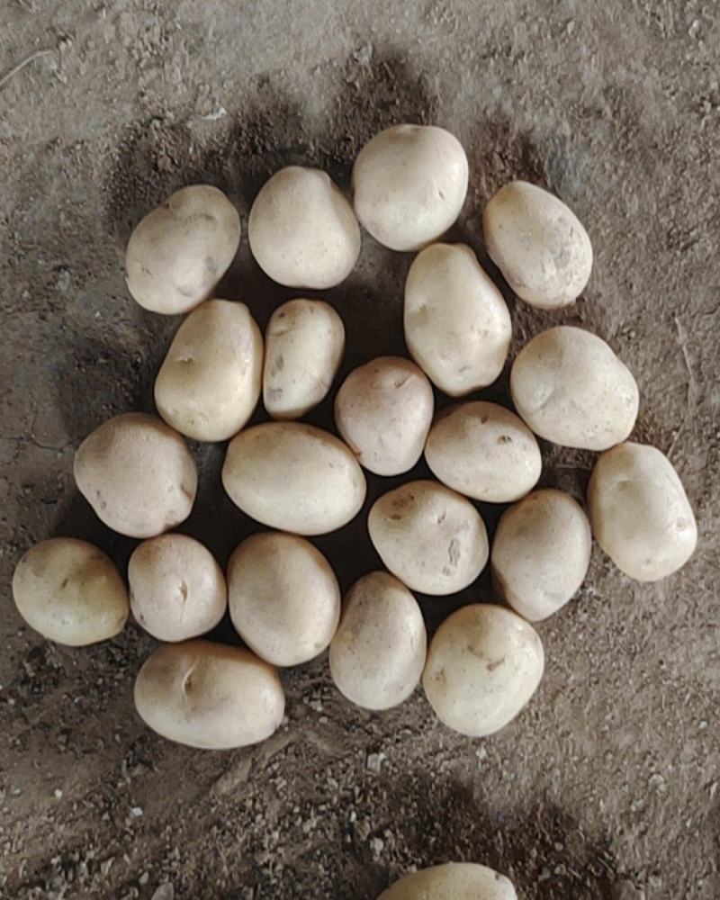 荷兰十五土豆精品1两以下
