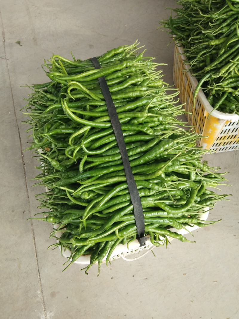 代办批发蔬菜辣椒