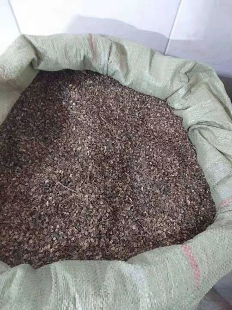 独活种子