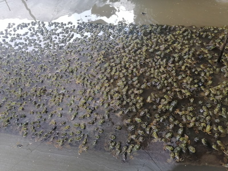 牛蛙苗小四脚牛蛙四脚苗牛蛙蛙苗技术指导货源充足
