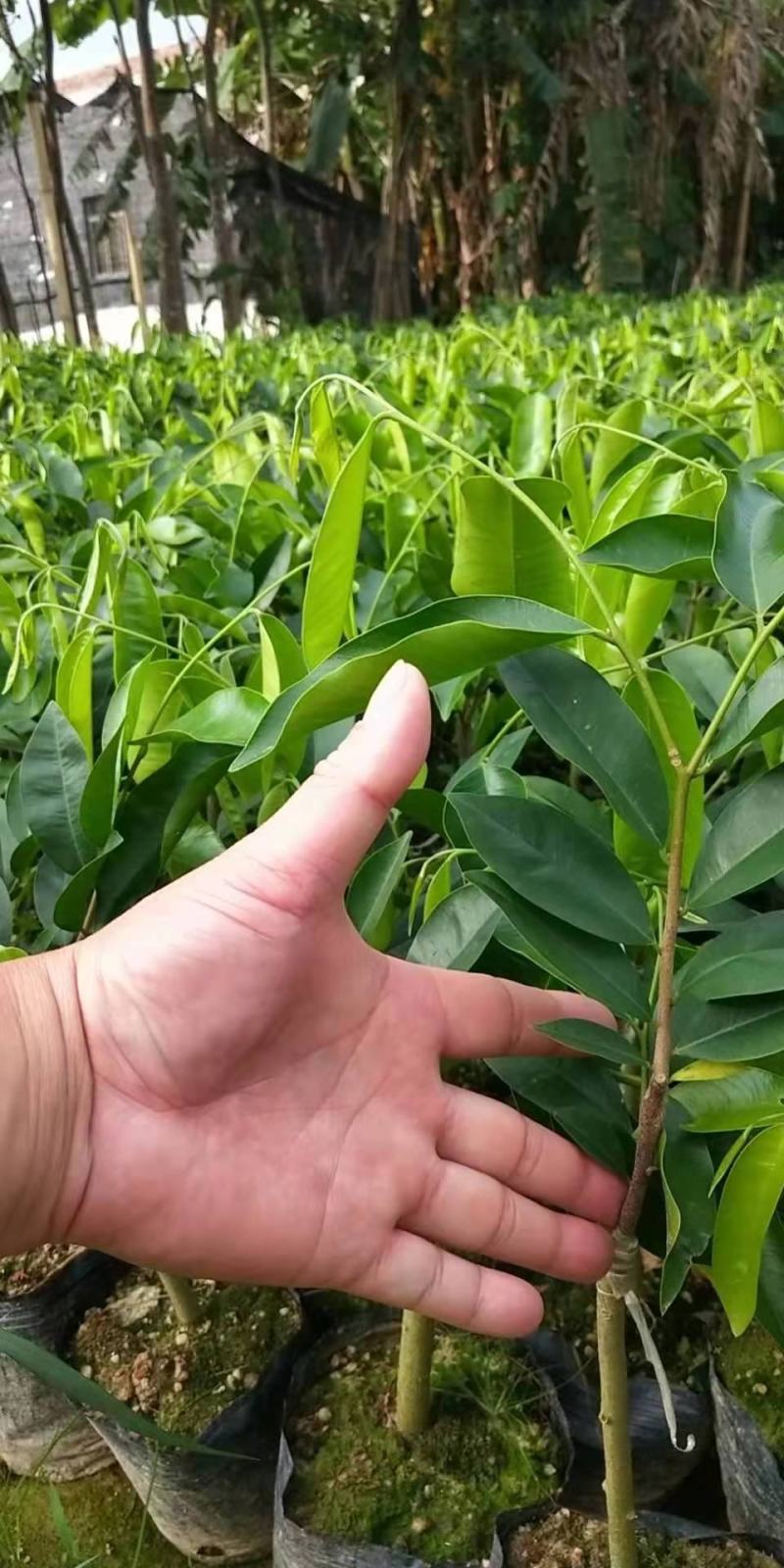 沉香树苗奇楠沉香苗嫁接苗带杯