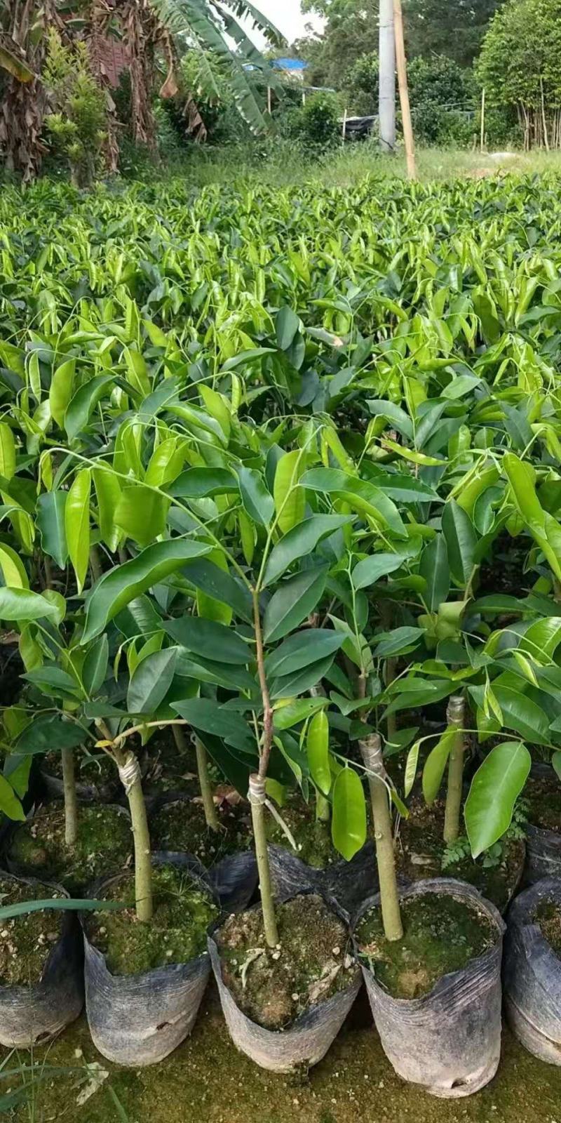 沉香树苗奇楠沉香苗嫁接苗带杯
