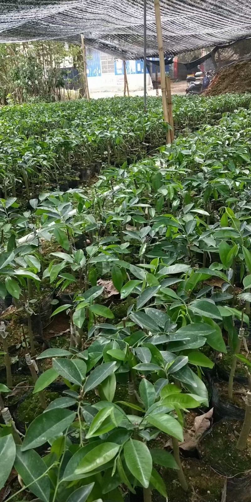 沉香树苗奇楠沉香苗嫁接苗带杯