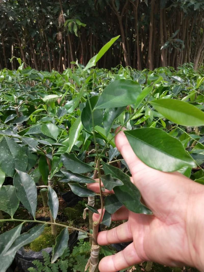沉香树苗奇楠沉香苗嫁接苗带杯