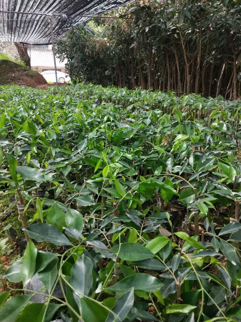 沉香树苗奇楠沉香苗嫁接苗带杯