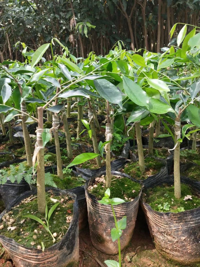 沉香树苗奇楠沉香苗嫁接苗带杯