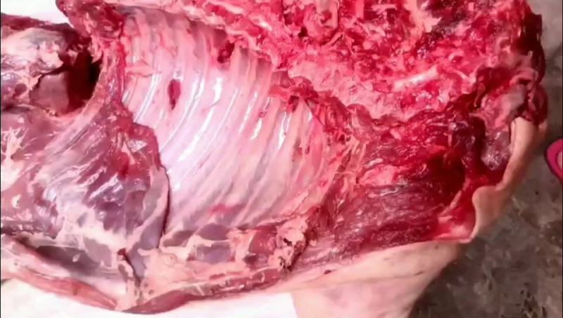 供应农家土猪肉猪肉高山放养肉质鲜美生鲜批发