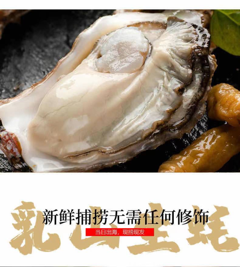 乳山生蚝大量出货牡蛎双龟岛精品三倍体生蚝鲜活发货