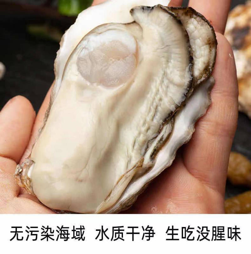乳山生蚝大量出货牡蛎双龟岛精品三倍体生蚝鲜活发货
