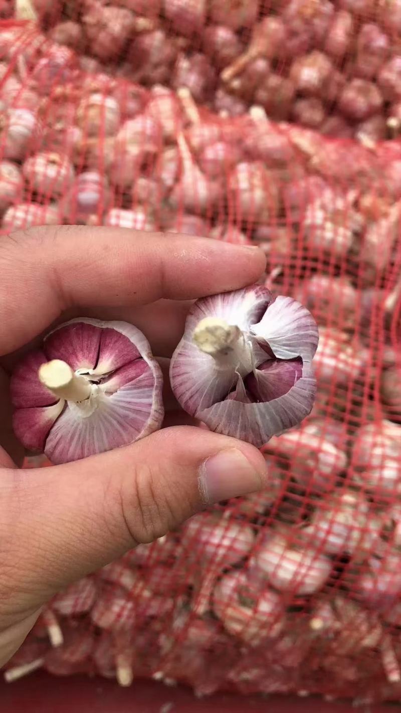 种蒜蒜苗蒜蒜苔蒜红瓣蒜人工分瓣蒜种