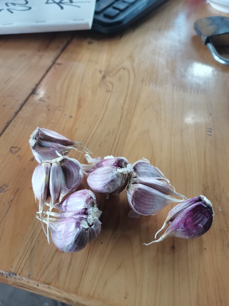 种蒜蒜苗蒜蒜苔蒜红瓣蒜人工分瓣蒜种