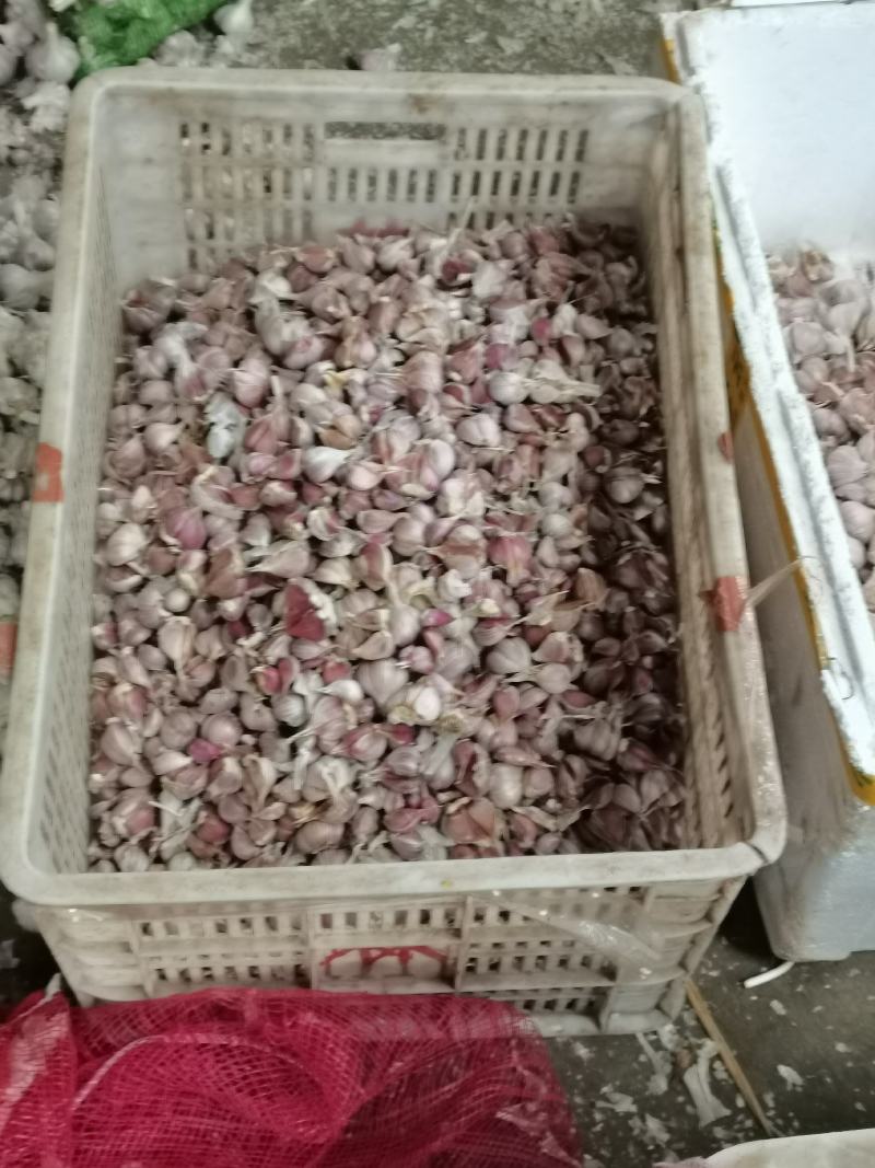 种蒜蒜苗蒜蒜苔蒜红瓣蒜人工分瓣蒜种
