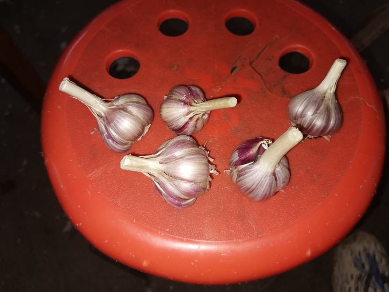 种蒜蒜苗蒜蒜苔蒜红瓣蒜人工分瓣蒜种